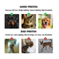 Royal pets portraits